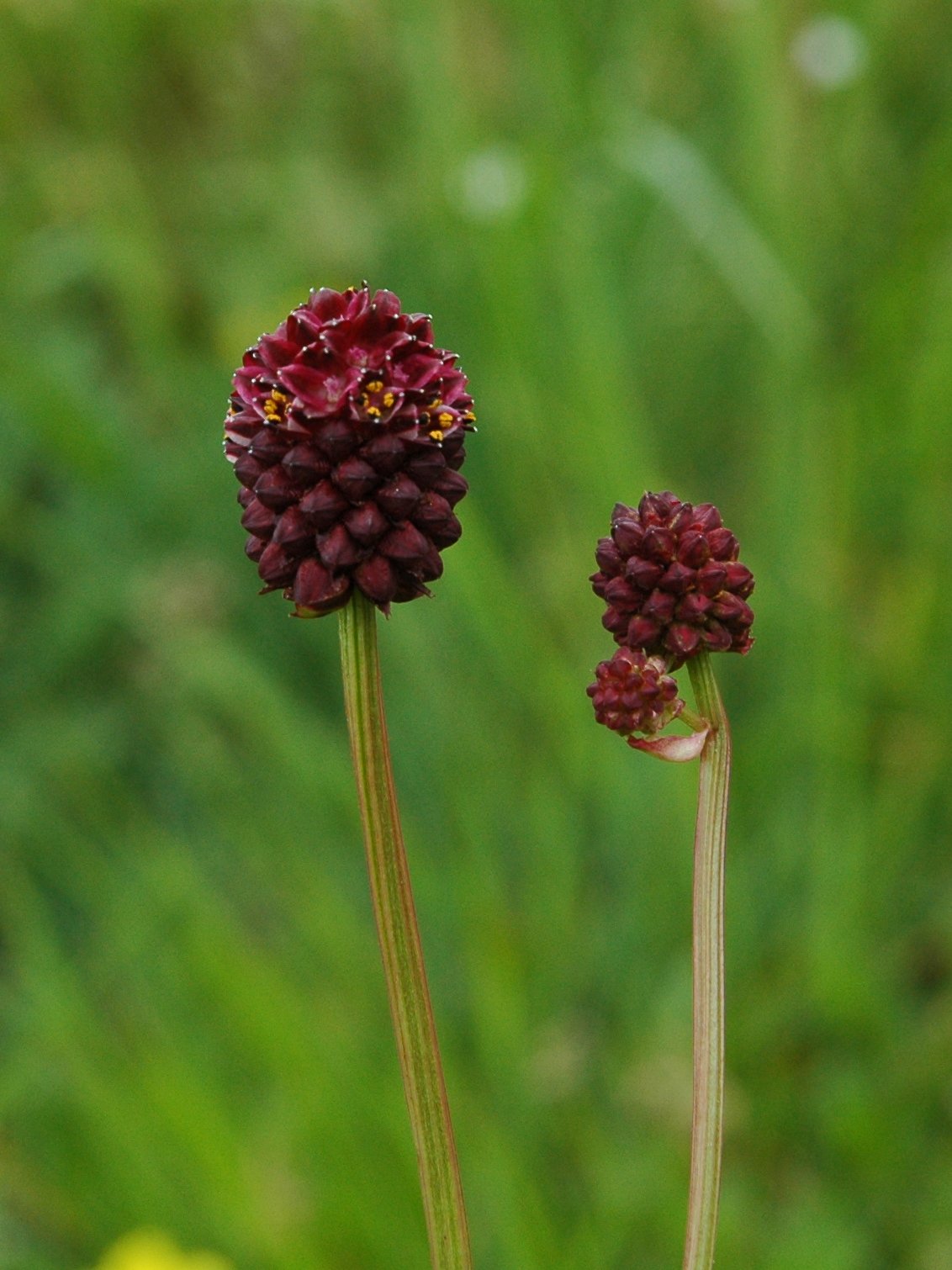 Dresda - Sanguisorba officinalis